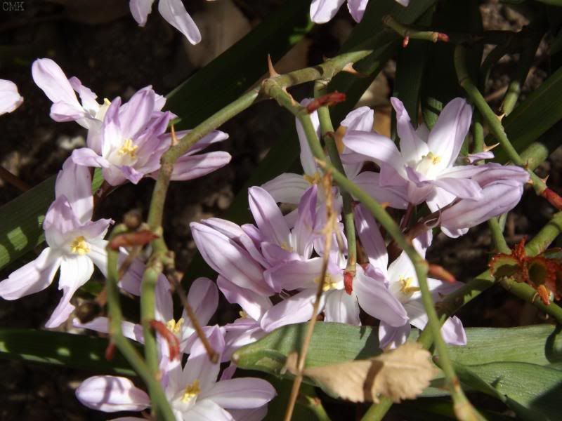 Chionodoxa photo gofs_zpse383c95d.jpg